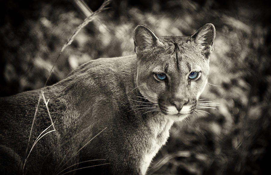 Blue Eyed Feline Photograph by Cameron Wood