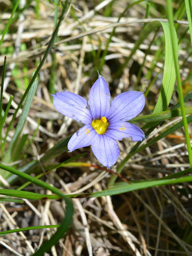 blue-eyed-grass-photograph-by-ed-mosier-pixels