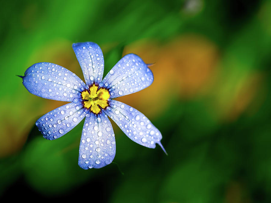 Blue Eyed Grass Flower covered in Droplets Photograph by Brad Boland