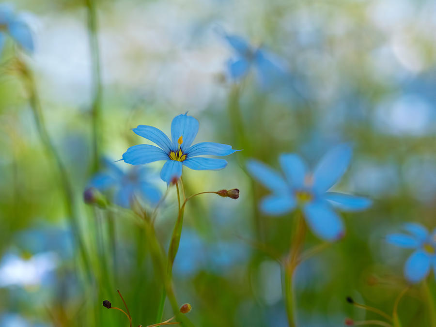 Blue Eyed Grass Flowers Photograph by Brad Boland