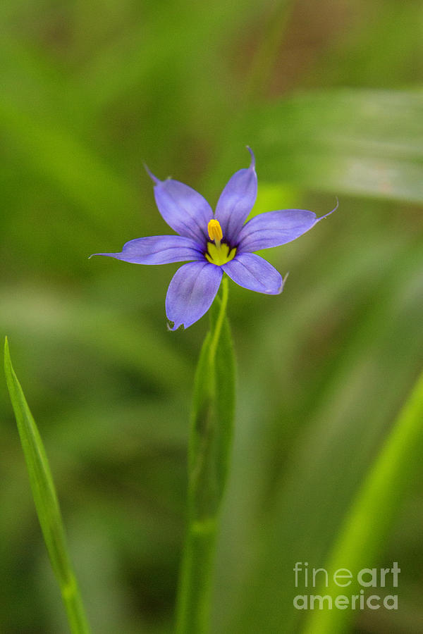 Spring Photograph - Blue Eyed Grass by Gregory Schultz