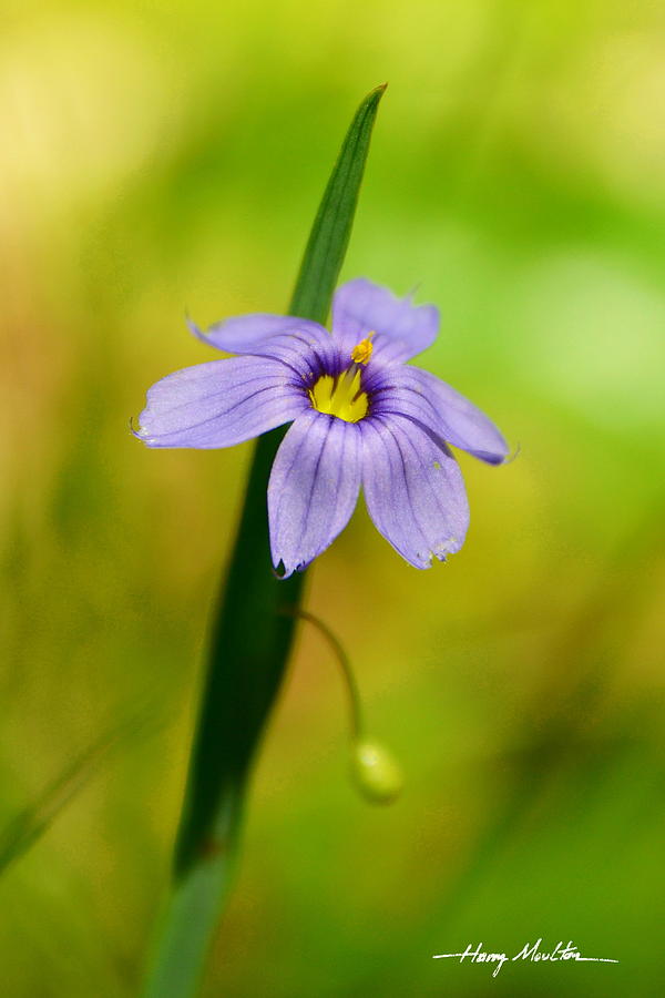 Blue-eyed Grass Photograph by Harry Moulton