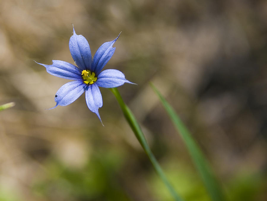 blue-eyed-grass-ii-photograph-by-andrei-shliakhau