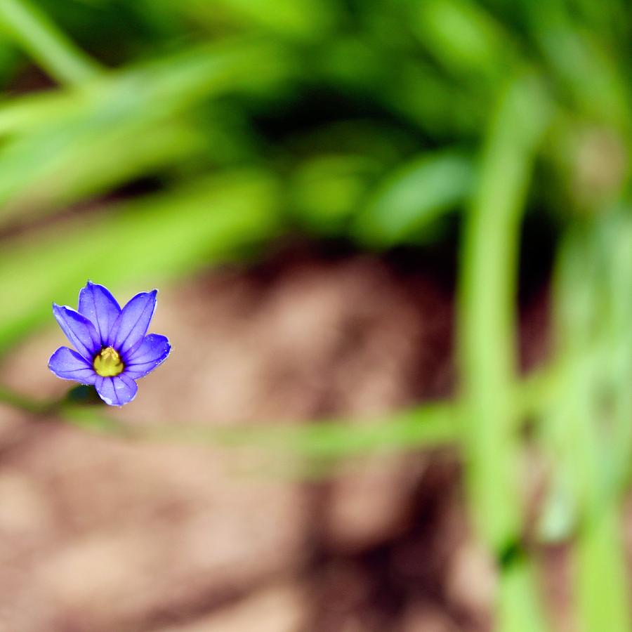 Blue Eyed Grass Photograph by M E