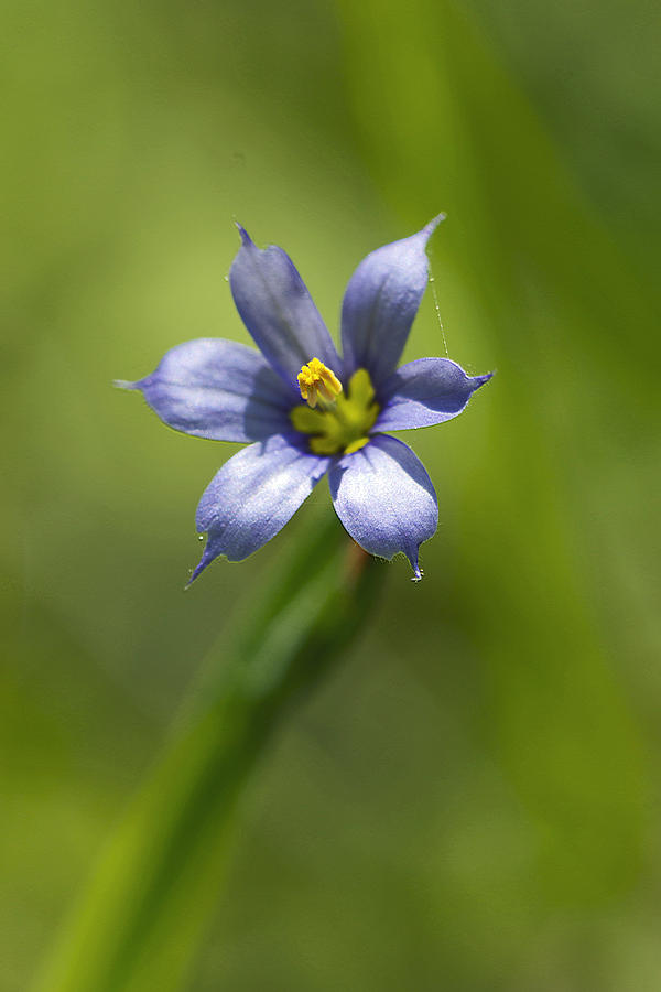 Blue-eyed Grass Wildflower - Sisyrinchium angustifolium Photograph by Carol Senske