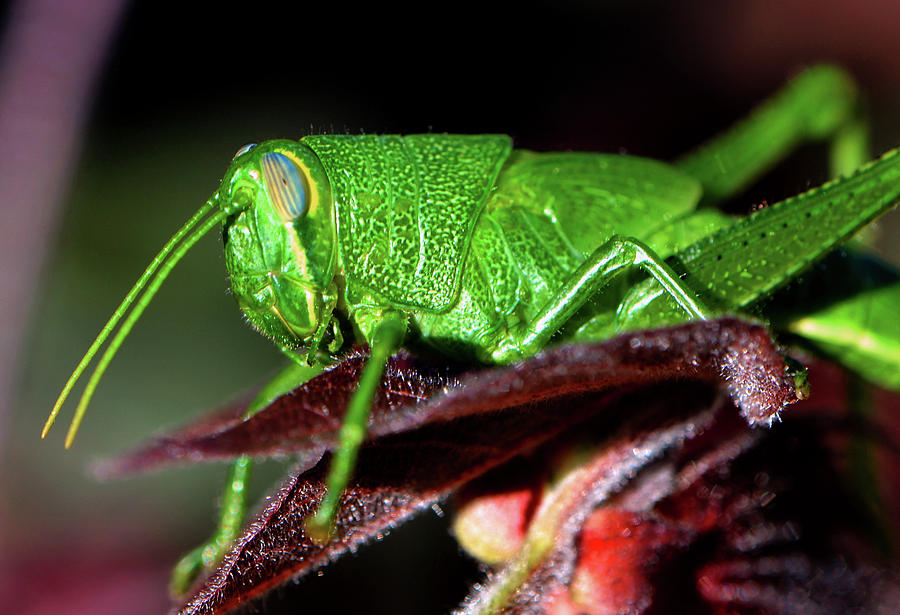 Grasshopper Photograph - Blue Eyed Green Grasshopper 001 by George Bostian