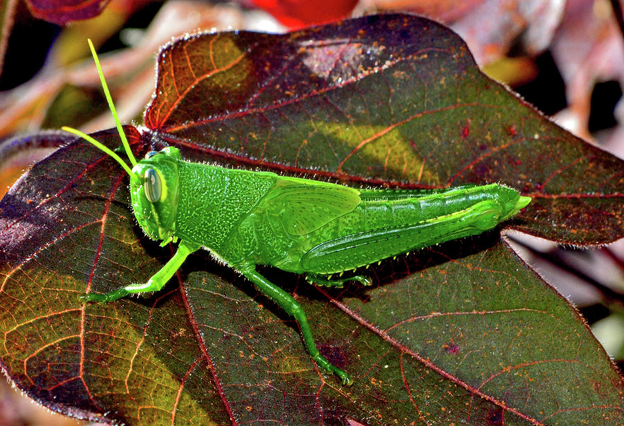 Grasshopper Photograph - Blue Eyed Green Grasshopper 002 by George Bostian