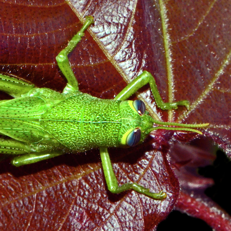 Grasshopper Photograph - Blue Eyed Green Grasshopper 012 by George Bostian