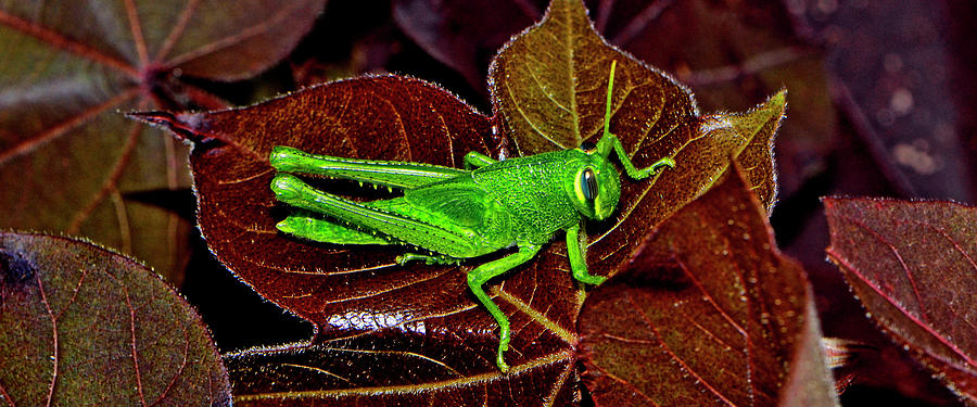 Blue Eyed Green Grasshopper 014 Photograph by George Bostian
