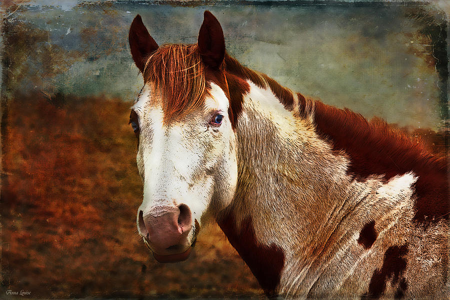 Blue-Eyed Horse Photograph by Anna Louise