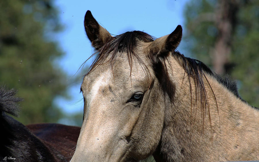 Portrait Photograph - Blue Eyed Horse by Gayle Berry