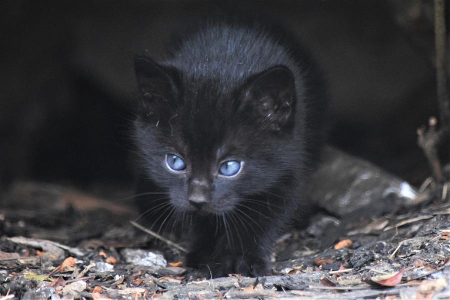 Blue-Eyed Kitten Photograph by Mary Ann Artz