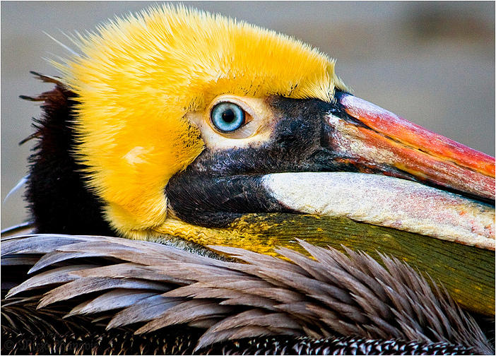Blue-eyed Pelican Photograph by Mirza Ajanovic