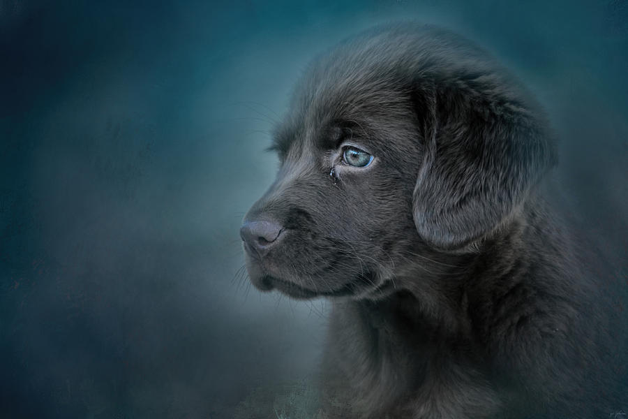 Blue Eyed Puppy Photograph by Jai Johnson