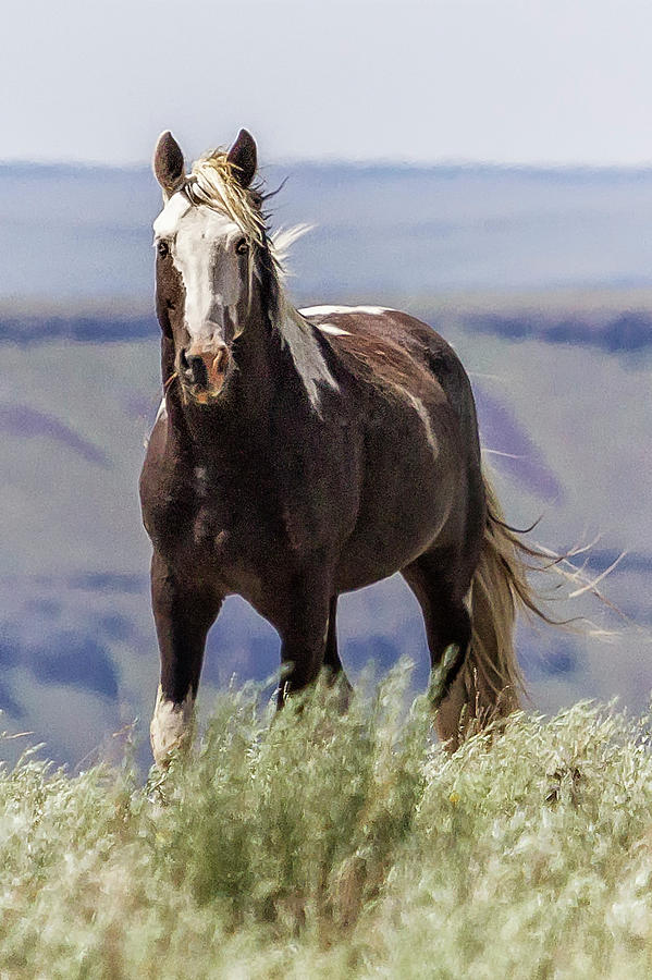 Blue-Eyed Stallion, No. 2 Photograph by Belinda Greb
