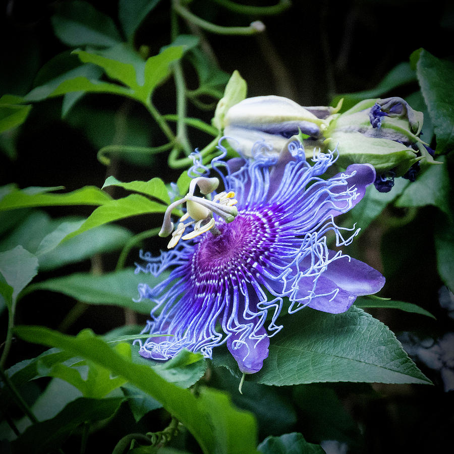 Flowers Still Life Photograph - Blue Eyed Susan Passion Flower by Phyllis Taylor