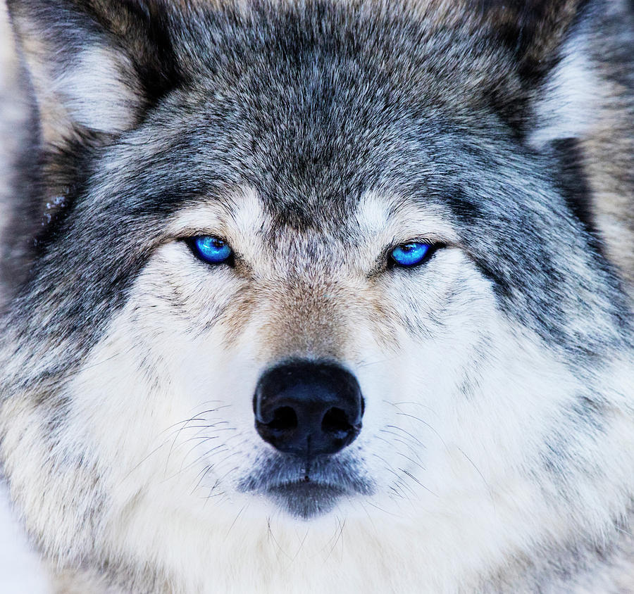 beautiful brown wolf with blue eyes
