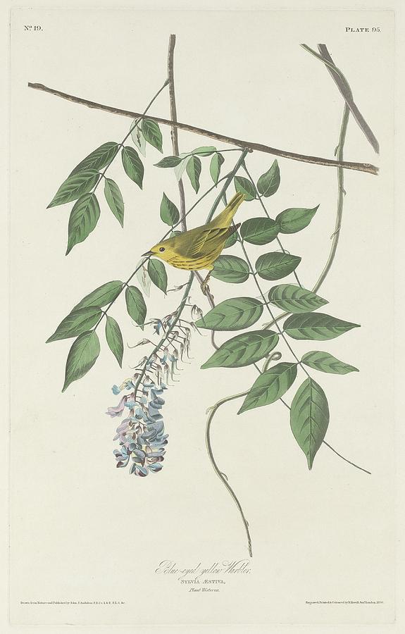 John James Audubon Drawing - Blue-Eyed Yellow Warbler by Dreyer Wildlife Print Collections 