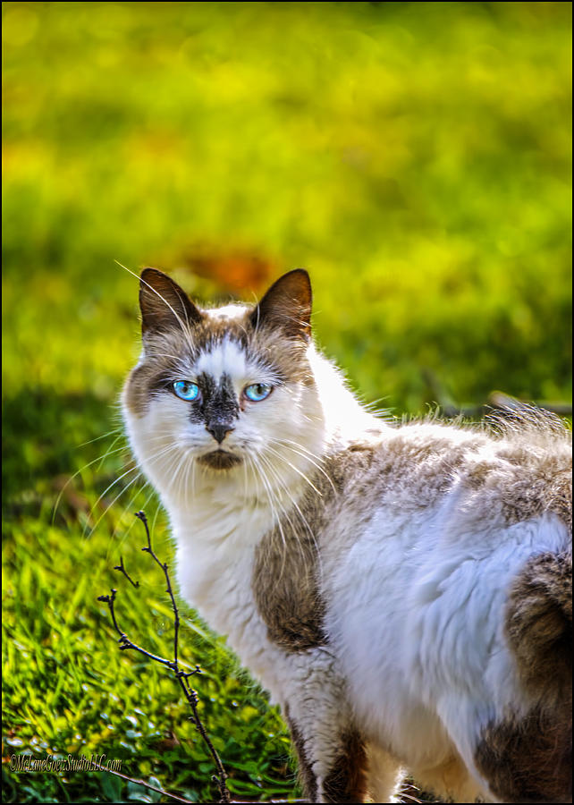 Nature Photograph - Blue Eyes Cat by LeeAnn McLaneGoetz McLaneGoetzStudioLLCcom