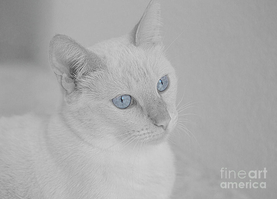 Cat Photograph - Blue Eyes by Elisabeth Lucas