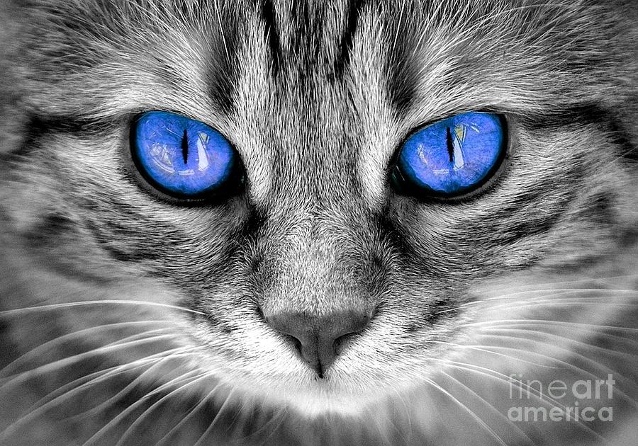 cats with blue eyes