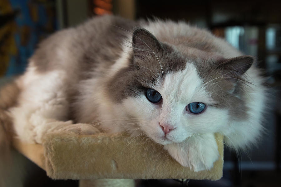 Blue Eyes in a Cat Tree Photograph by John Daly