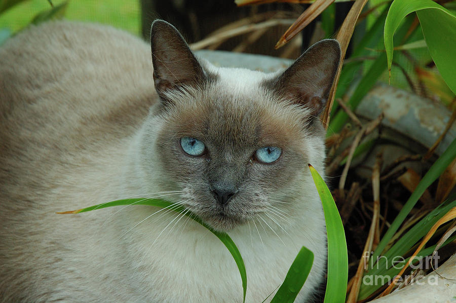Blue Eyes in the Garden Photograph by Kathi Shotwell
