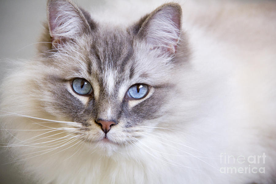 Cat Photograph - Blue eyes of a ragdoll cat. by Rita Kapitulski