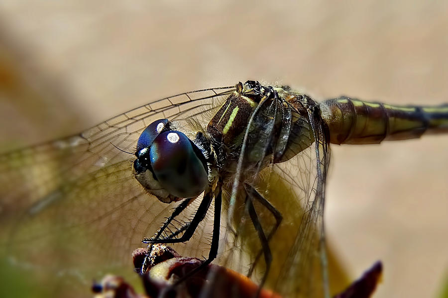 Blue eyes of Dragonfly Photograph by Lilia S