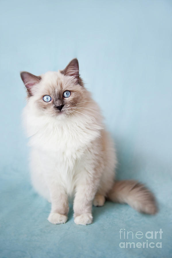 Cat Photograph - Blue eyed Ragdoll kitten by Arletta Cwalina