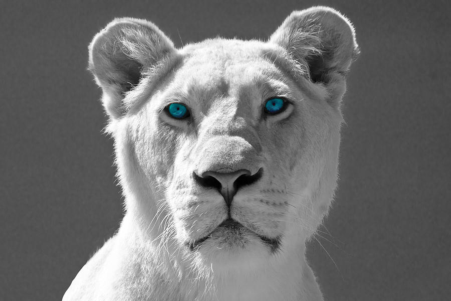 Blue eyes Photograph by Scott Carruthers