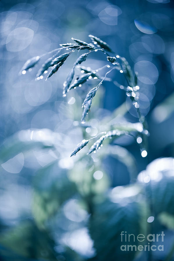 Blue fabulous grass shining Photograph by Arletta Cwalina