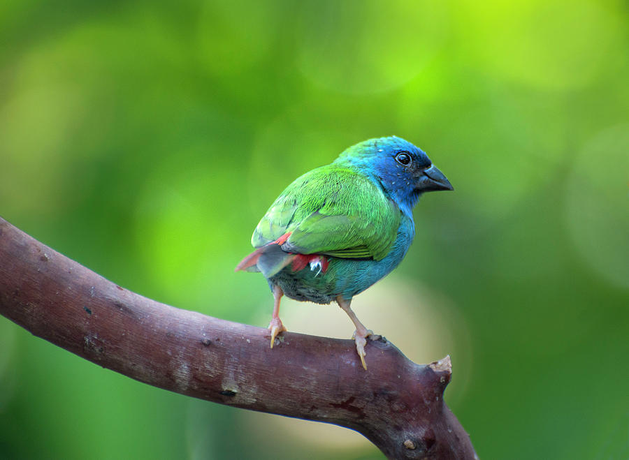 Blue-faced Parrotfinch Photograph by John Poon