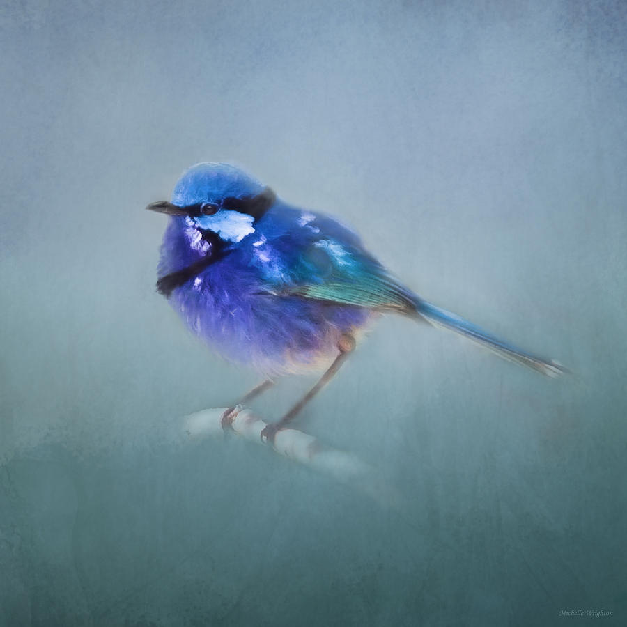 Blue Fairy Wren Photograph by Michelle Wrighton