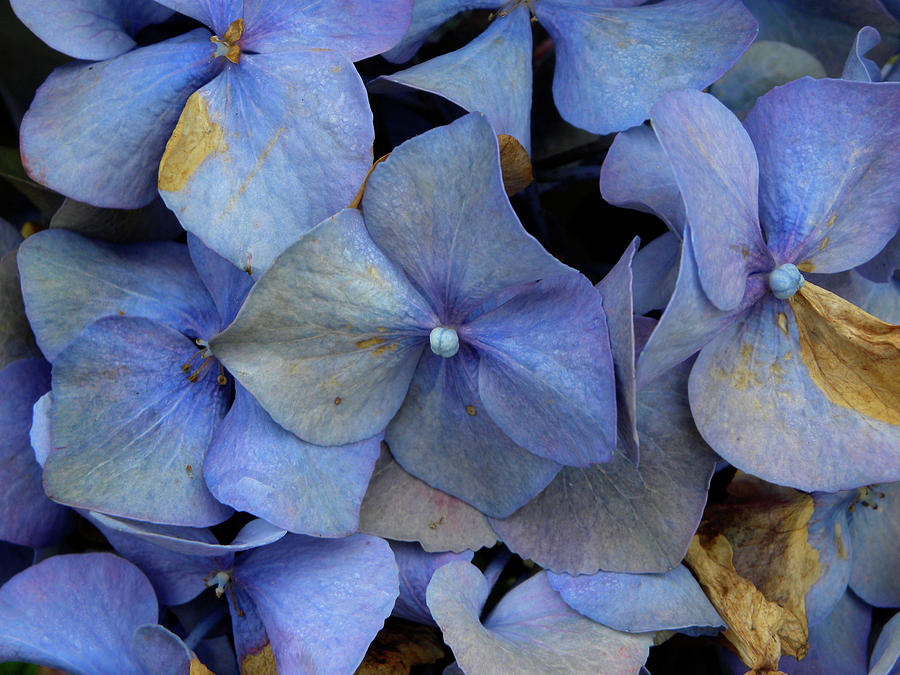 Blue Fall Hydrangea Flowers Photograph by Donald Verger - Pixels