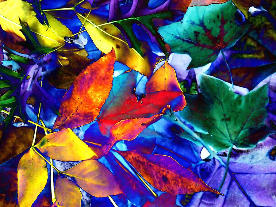 Blue Fall Leaves Photograph by Beth Akerman