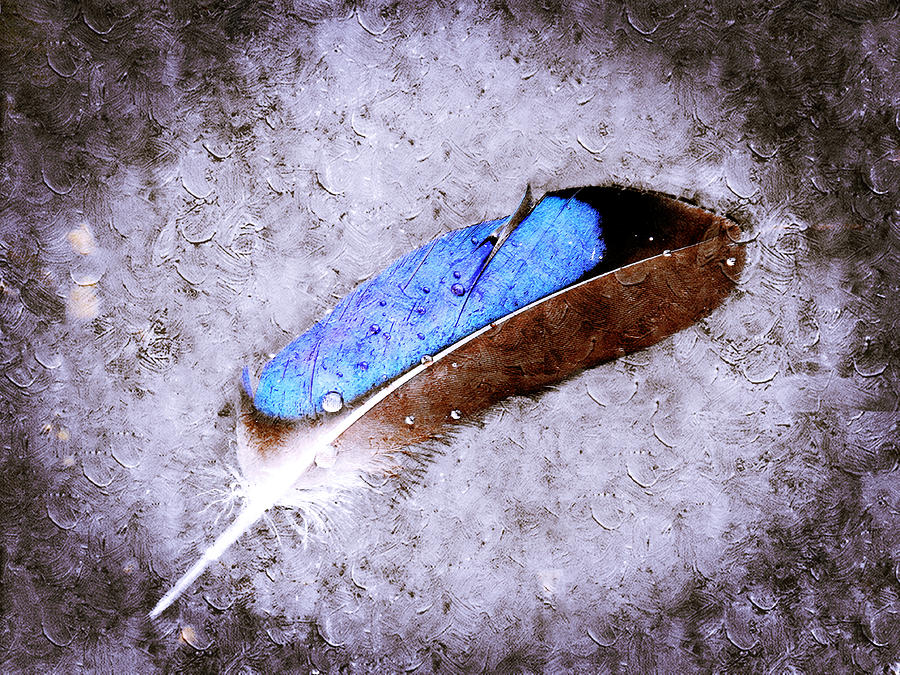 Blue Feather Photograph by Zinvolle Art
