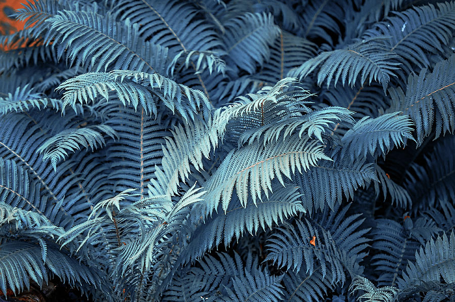 Blue Fern Leaves Abstract. Nature in Alien Skin Photograph by Jenny Rainbow