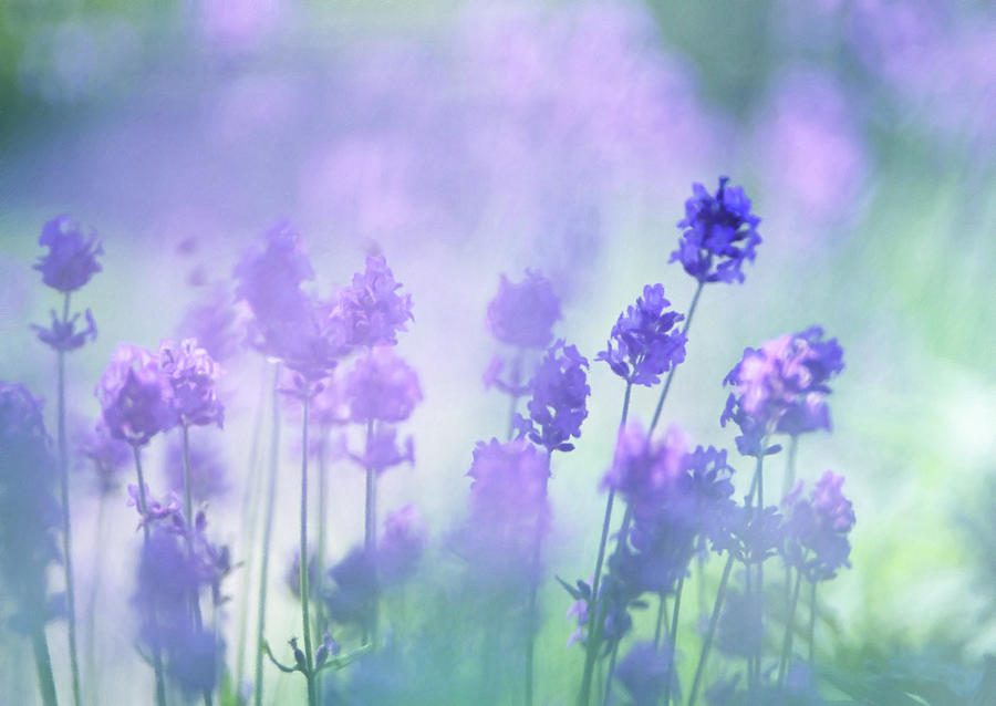 Nature Mixed Media - Blue Field Rhapsody by Georgiana Romanovna