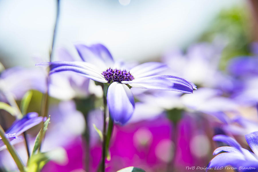 Daisy Photograph - Blue Field by Teresa Blanton