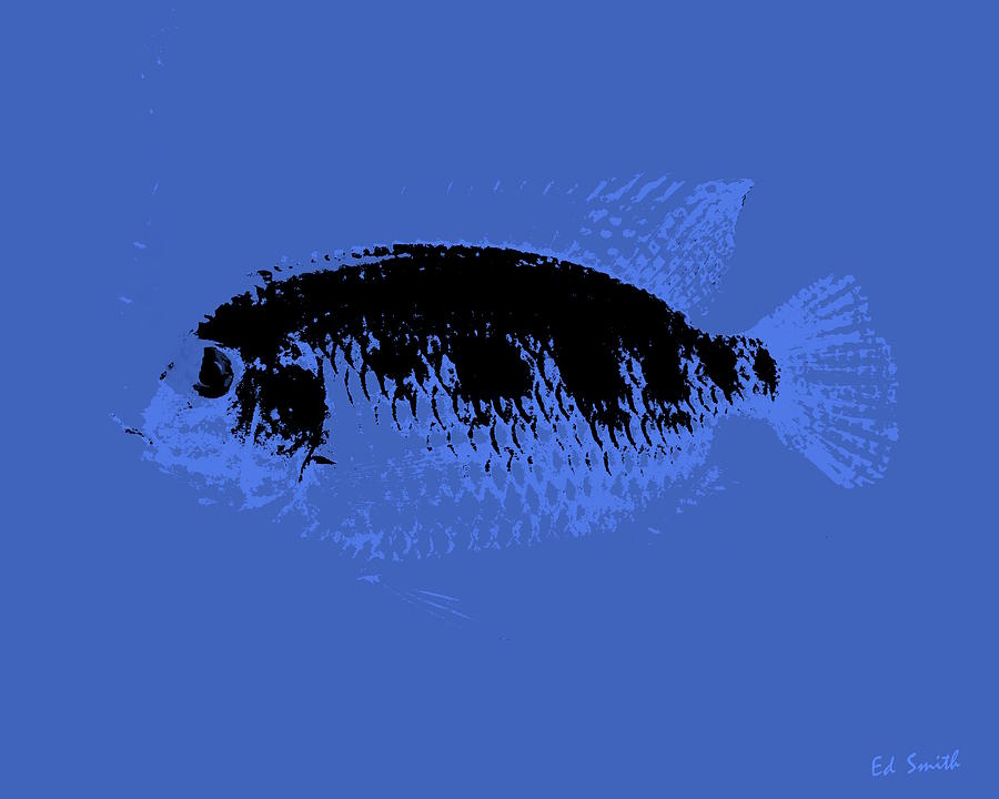 Blue Fish Photograph by Edward Smith