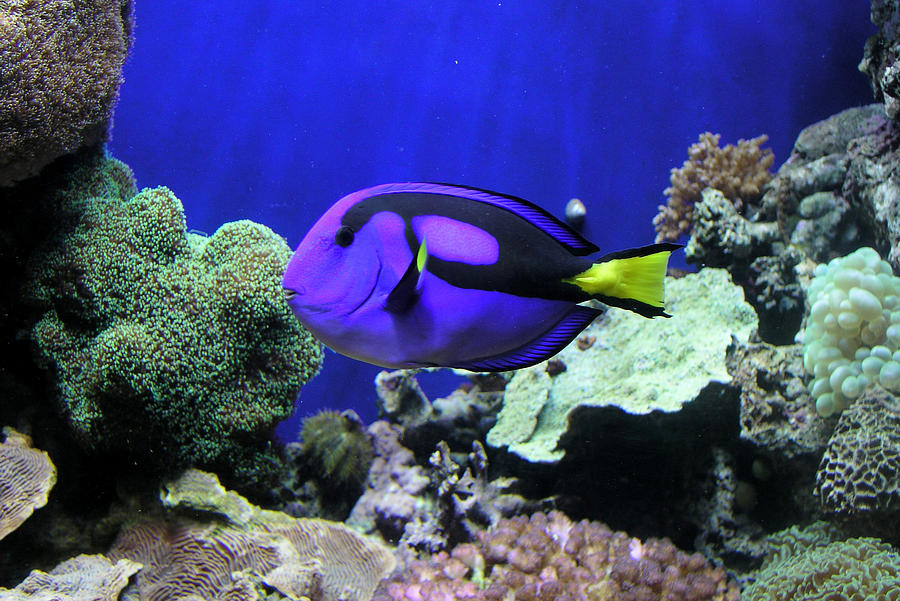 Blue Fish I Photograph by Helaine Cummins