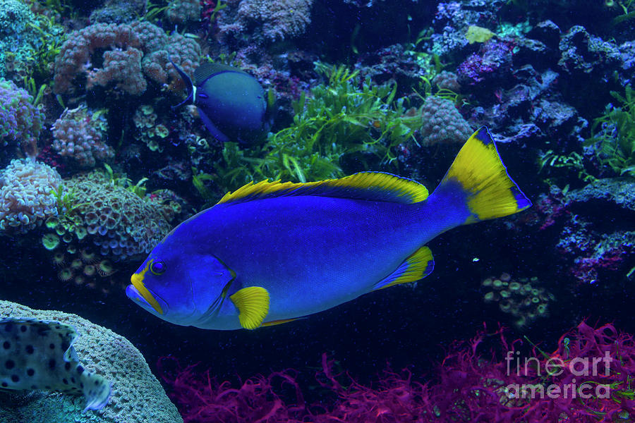 Blue Fish Photograph by Steve Triplett