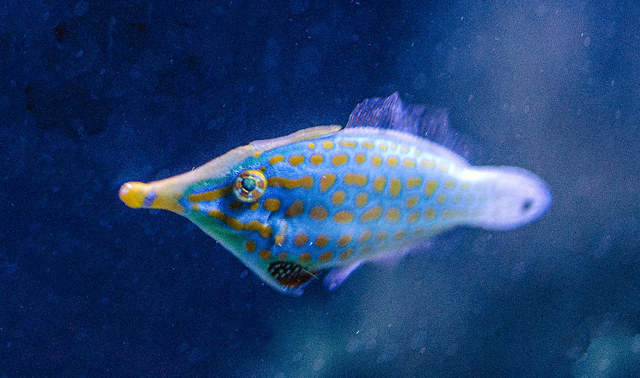 Longnose Filefish Photograph by William Bitman