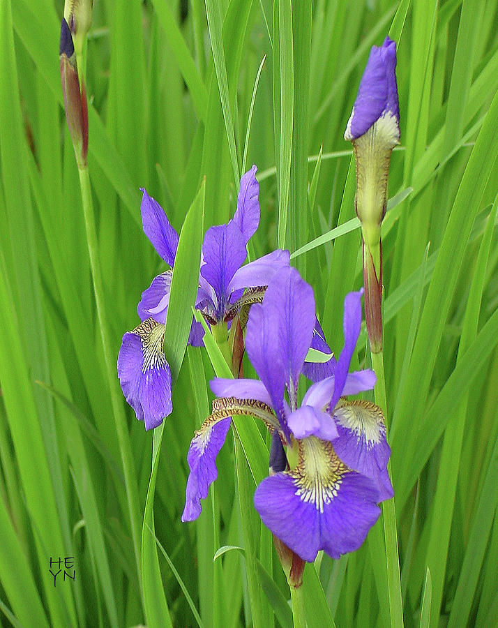 Blue Flag Iris-1  Photograph by Shirley Heyn