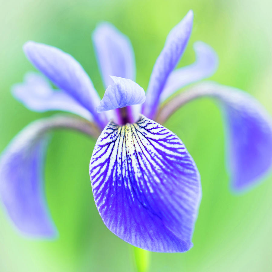 Iris Photograph - Blue Flag Iris as a bee sees it by Jim Hughes