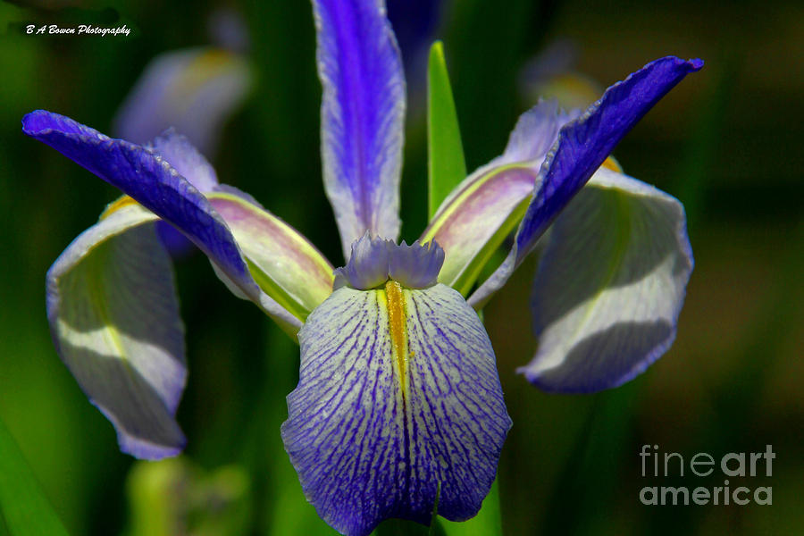 Blue Flag Iris Photograph by Barbara Bowen