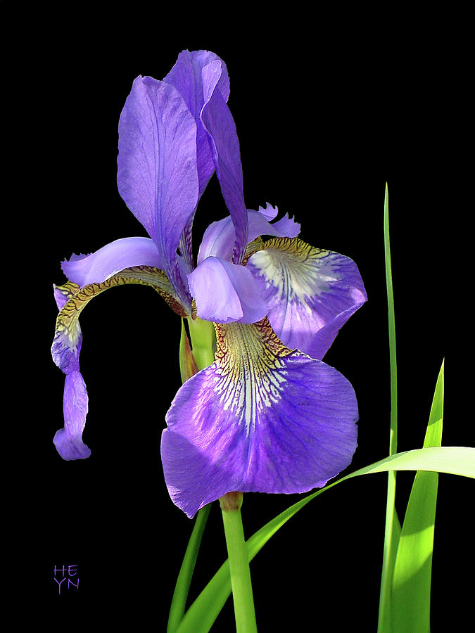 Blue Flag Iris Cutout Photograph by Shirley Heyn
