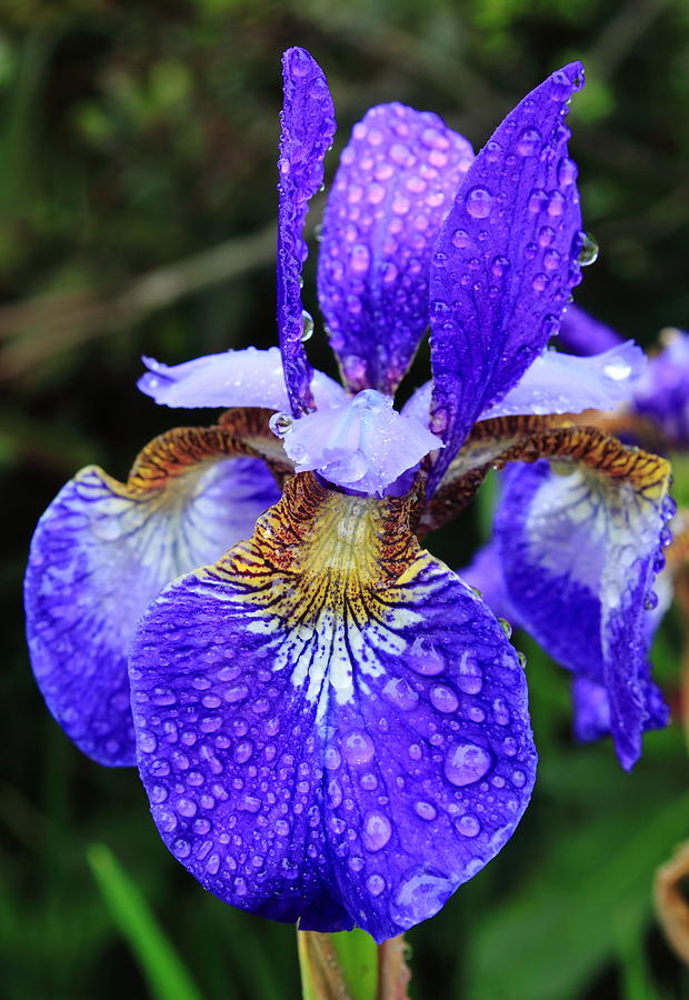 Blue Flag Iris in the Rain Photograph by John Burk