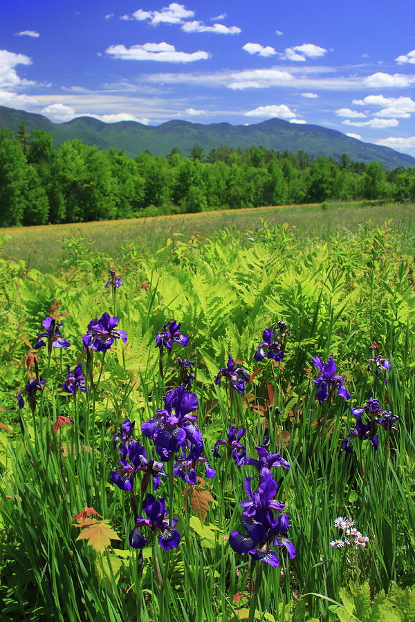 Blue Flag Iris in the White Mountains Photograph by John Burk